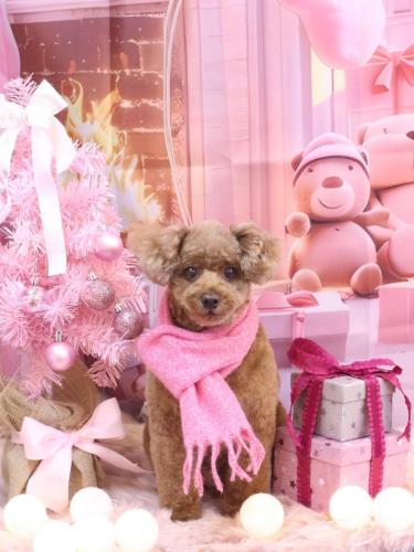 20241208ココアくん